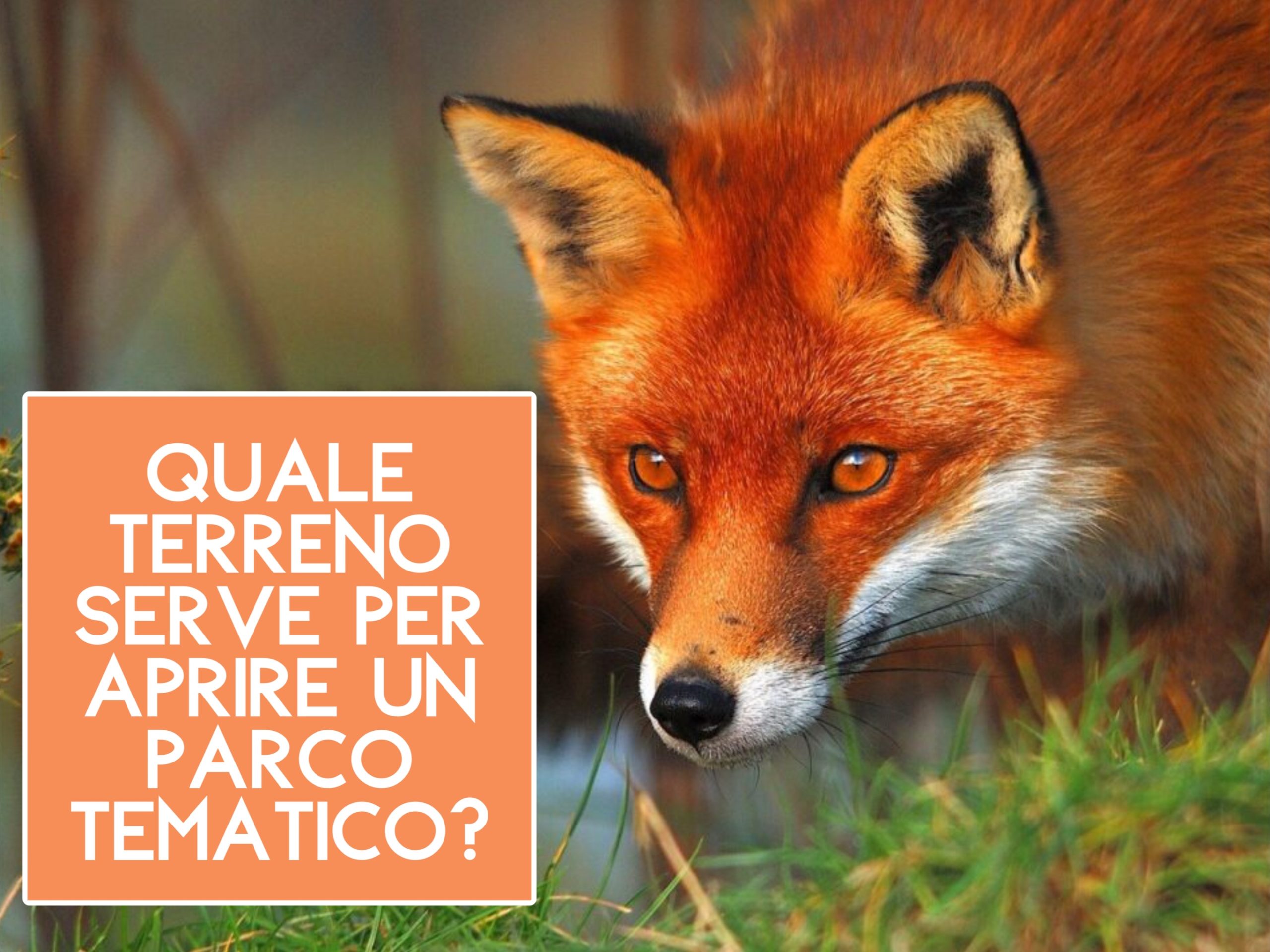 Quale terreno serve per aprire un Parco Tematico?