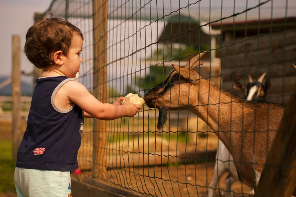 COLLABORAZIONE GIOCABOSCO
